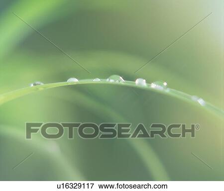 Stock Photo - Close up of the water droplets on the curved leaf. Fotosearch