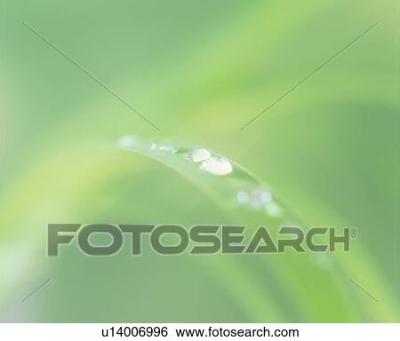 Close up of the water droplets on the curved leaf View Large Photo Image Stock Photograph - Close up of the water droplets on the curved leaf. Fotosearch