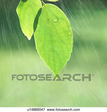 Close up of two tapering green leaves View Large Photo Image Stock Photo - Close up of two tapering green leaves. Fotosearch