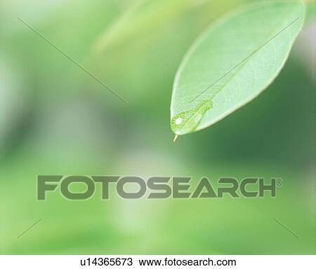Close up of water on the tapering end of a leaf View Large Photo Image Stock Image - Close up of water on the tapering end of a leaf. Fotosearch
