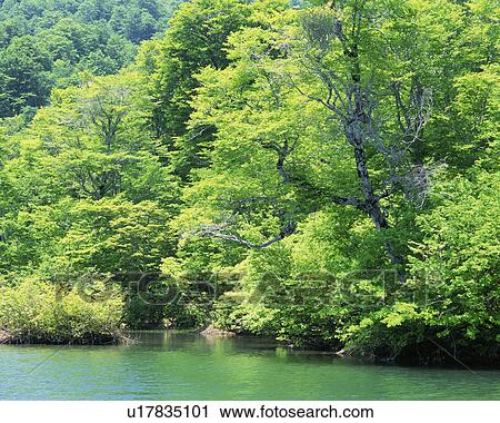 Dense trees are seen reflecting in a placid lake View Large Photo Image Stock Image - Dense trees are seen reflecting in a placid lake. Fotosearch