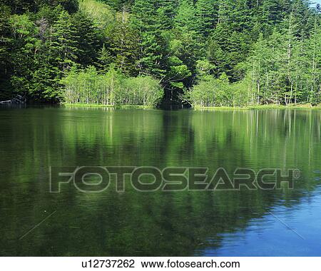 Stock Image - Dense trees reflected on a placid lake. Fotosearch