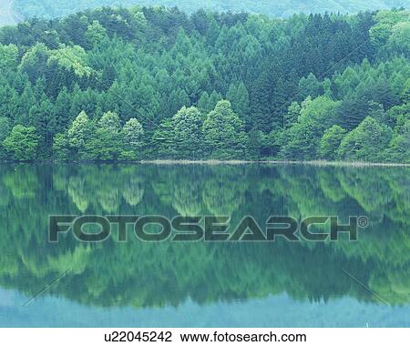 Stock Image - Dense trees reflected on a placid lake. Fotosearch