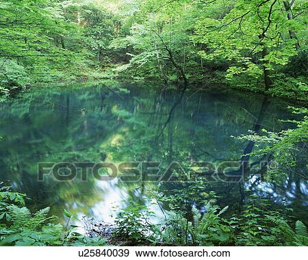 Dense trees reflecting in a placid lake View Large Photo Image Stock Photo - Dense trees reflecting in a placid lake. Fotosearch