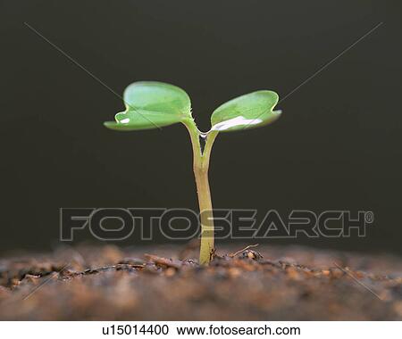 Green Bud View Large Photo Image Stock Image - Green Bud. Fotosearch