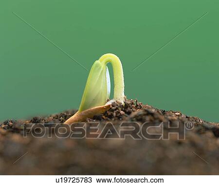 Green Bud View Large Photo Image Stock Image - Green Bud. Fotosearch