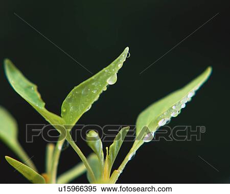Green Leaves View Large Photo Image Stock Photography - Green Leaves. Fotosearch