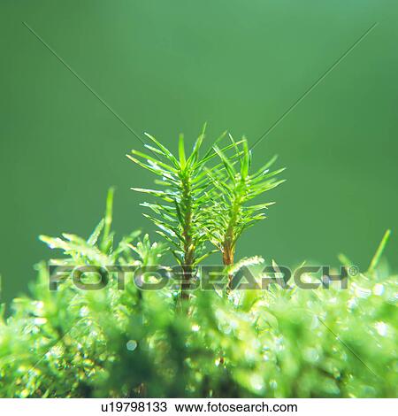 Stock Image - Green plants on a sunny day. Fotosearch