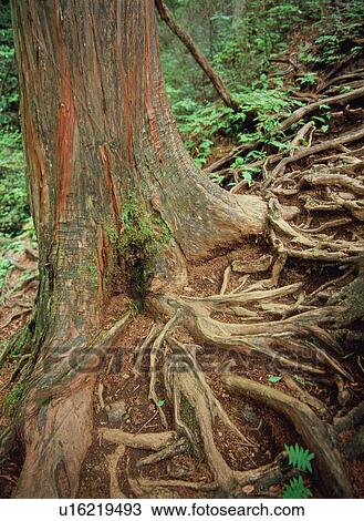 Japanese Cypress View Large Photo Image Stock Image - Japanese Cypress. Fotosearch