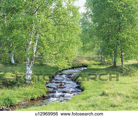 Stream in a forest View Large Photo Image Stock Photograph - Stream in a forest. Fotosearch