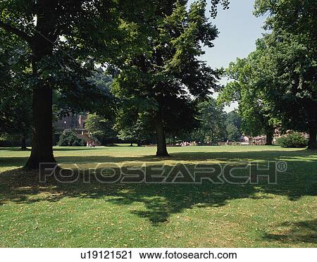 Trees in a park View Large Photo Image Stock Image - Trees in a park. Fotosearch