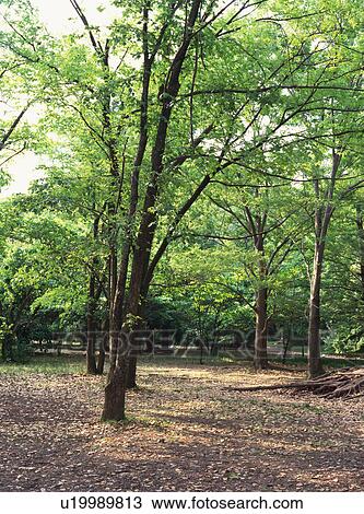 Trees in a park View Large Photo Image Stock Image - Trees in a park. Fotosearch