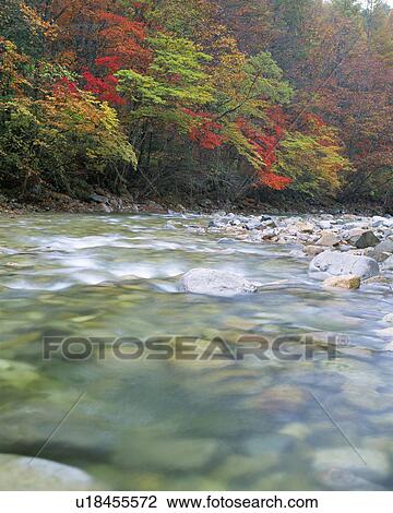 Trees with red leaves and clear water in a stream View Large Photo Image Stock Image - Trees with red leaves and clear water in a stream. Fotosearch