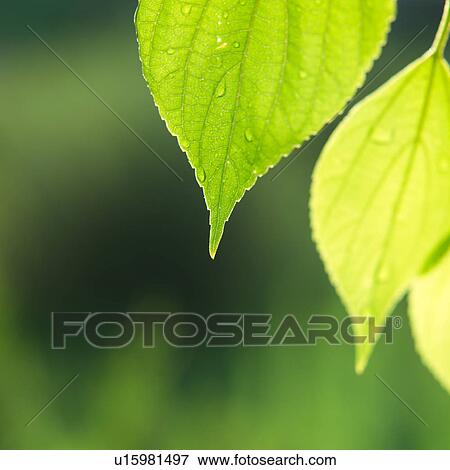 Water drops on green tapering leaves View Large Photo Image Stock Photo - Water drops on green tapering leaves. Fotosearch