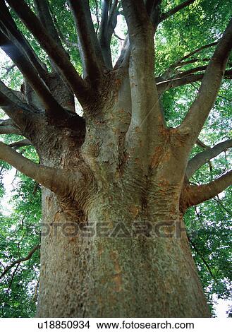 Picture - Zelkova Tree. Fotosearch