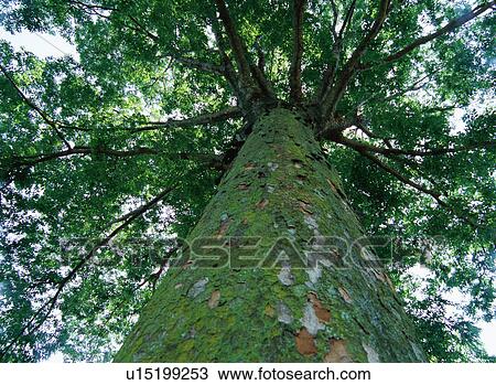 Stock Image - Zelkova Tree. Fotosearch
