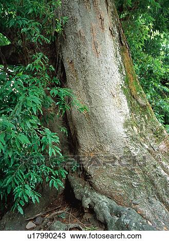 Zelkova Tree View Large Photo Image Stock Image - Zelkova Tree. Fotosearch