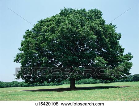 Stock Photo - Zelkova Tree. Fotosearch
