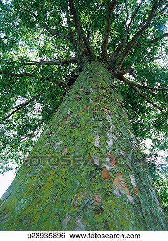 Zelkova Tree View Large Photo Image Stock Photograph - Zelkova Tree. Fotosearch