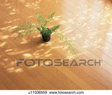 Potted plant on hardwood floor View Large Photo Image Stock Photo - Potted plant on hardwood floor. Fotosearch