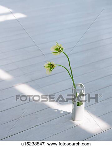 Two flower in a vase View Large Photo Image Stock Photo - Two flower in a vase. Fotosearch