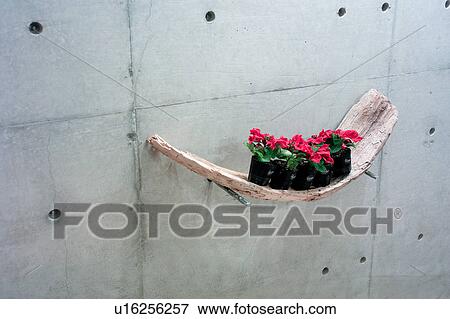 Bare Concrete Wall and flower in pot View Large Photo Image Stock Photo - Bare Concrete Wall and flower in pot. Fotosearch