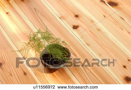 Moss ball on floor View Large Photo Image Stock Image - Moss ball on floor. Fotosearch