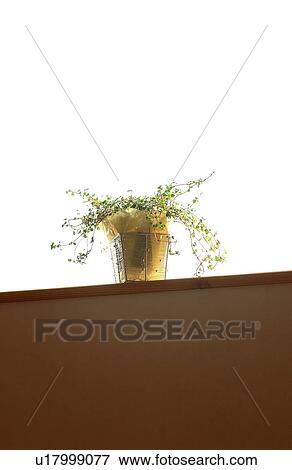 Stock Photo - Potted plant. Fotosearch