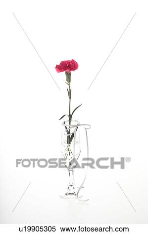 Stock Photography - A single carnation in a glass. Fotosearch