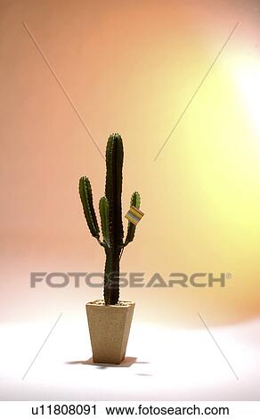 Stock Image - Cactus. Fotosearch