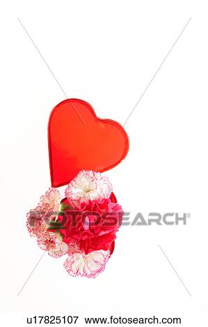 Stock Photo - Carnation in a box. Fotosearch