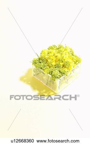 Stock Image - Mustard flower in a basket. Fotosearch