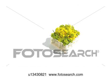 Stock Image - Mustard flower in a basket. Fotosearch