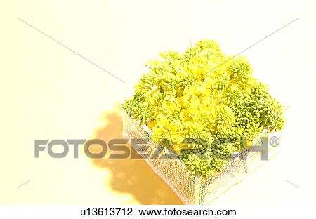 Stock Image - Mustard flower in a basket. Fotosearch