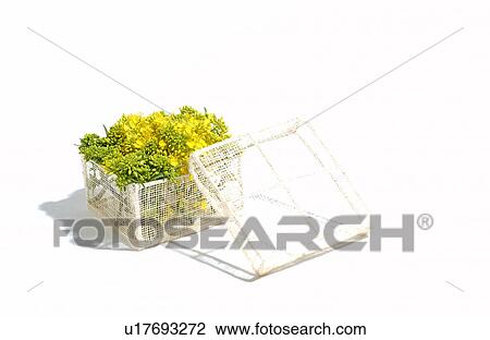 Stock Image - Mustard flower in a basket. Fotosearch