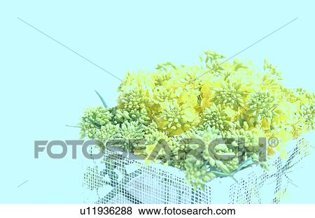 Mustard flower in a basket View Large Photo Image Stock Photo - Mustard flower in a basket. Fotosearch