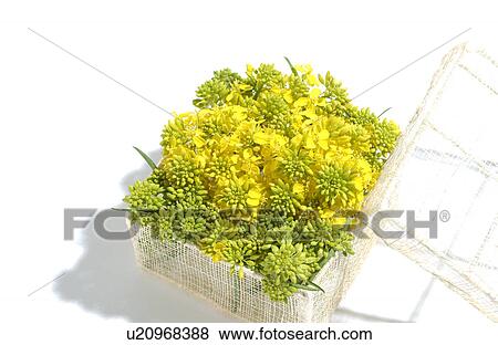 Mustard flower in a basket View Large Photo Image Stock Photo - Mustard flower in a basket. Fotosearch