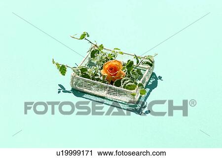 Orange rose in a basket View Large Photo Image Stock Image - Orange rose in a basket. Fotosearch