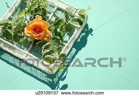 Stock Photo - Orange rose in a basket. Fotosearch