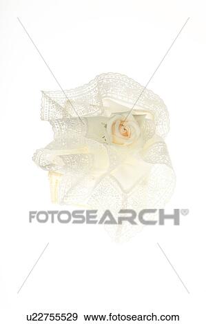 Stock Photo - Pink rose and handkerchief. Fotosearch