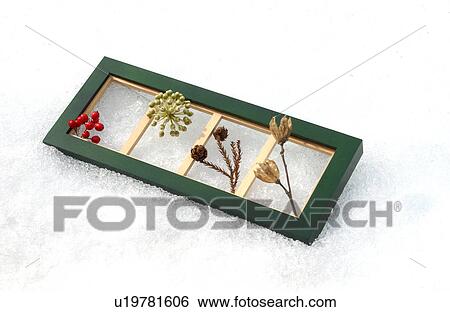 Plant on snow View Large Photo Image Stock Photograph - Plant on snow. Fotosearch
