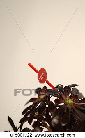 Potted plant (aeonium arboreum), close-up View Large Photo Image Stock Image - Potted plant (aeonium arboreum), close-up. Fotosearch
