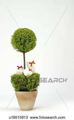 Potted plant and small gift boxes View Large Photo Image Stock Image - Potted plant and small gift boxes. Fotosearch