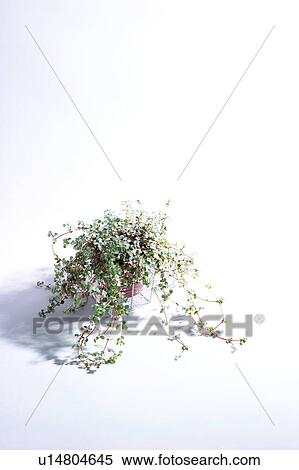Potted plant( muehlenbeckia complexa) View Large Photo Image Stock Photography - Potted plant( muehlenbeckia complexa). Fotosearch