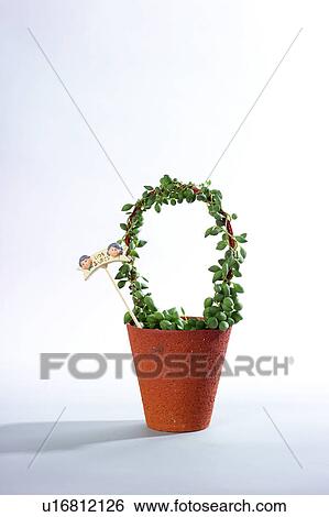 Stock Photograph - Potted Plant (Senecio rowleyanus). Fotosearch