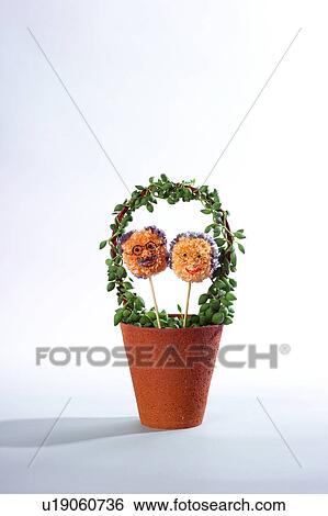 Potted Plant (Senecio rowleyanus) View Large Photo Image Stock Photograph - Potted Plant (Senecio rowleyanus). Fotosearch