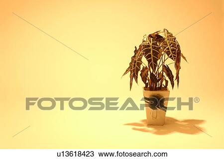 Potted Plant View Large Photo Image Stock Image - Potted Plant. Fotosearch