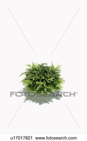 Potted plant View Large Photo Image Stock Image - Potted plant. Fotosearch