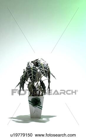 Potted Plant View Large Photo Image Stock Image - Potted Plant. Fotosearch