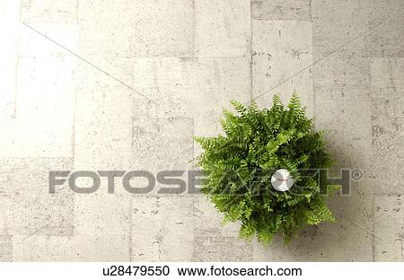 Stock Image - Potted plant. Fotosearch
